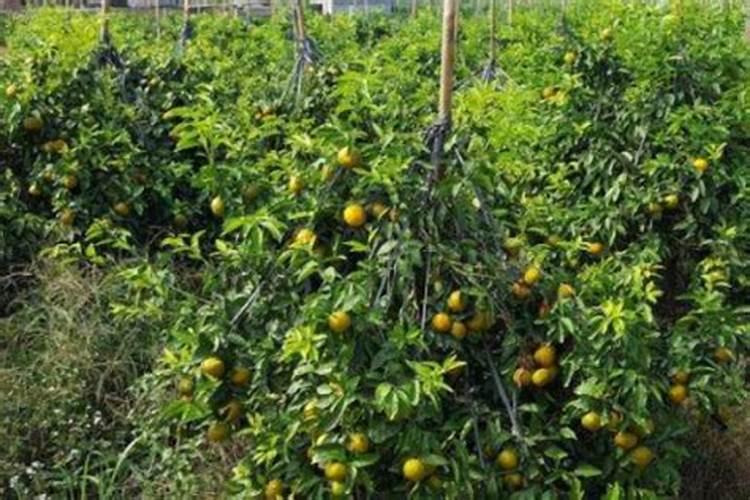 柚子挂果树可以施氯化钾肥吗？
