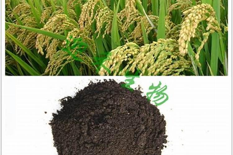 水稻用什么肥料好