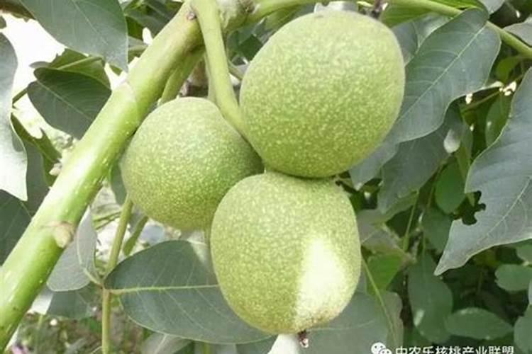 番茄什么时候冲钙肥好 注意事项有哪些