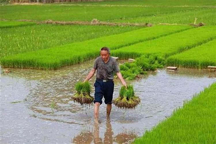 一棵果树施磷肥最简单三个步骤