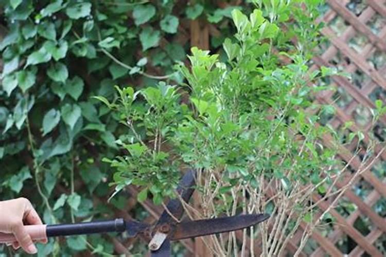 米兰花几月份修剪米兰花几月份修剪施肥