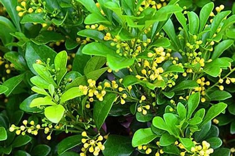 米兰花几月份修剪