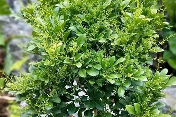 5月份米兰花养殖方法(米兰花5月份可以修剪吗)