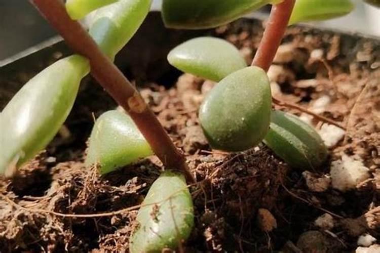 氮肥可以兑水浇花吗