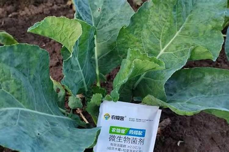 花菜怎么种 花菜种植方法