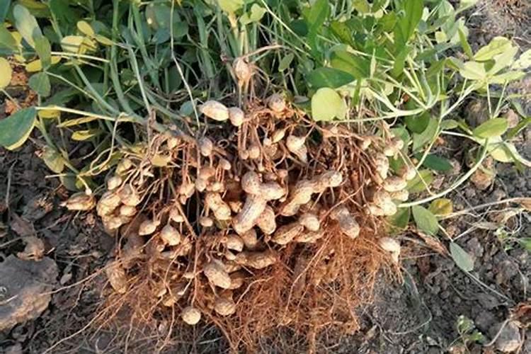 种植花生怎么施肥