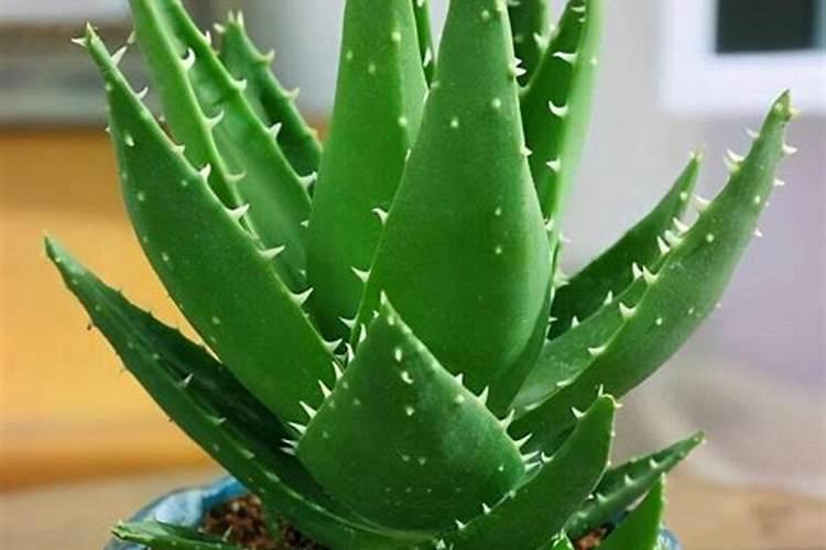 家养芦荟一般施什么肥叶片直挺肥厚？