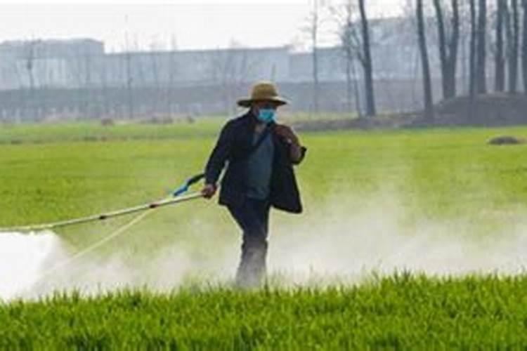 打完叶面肥多久可以打除草剂