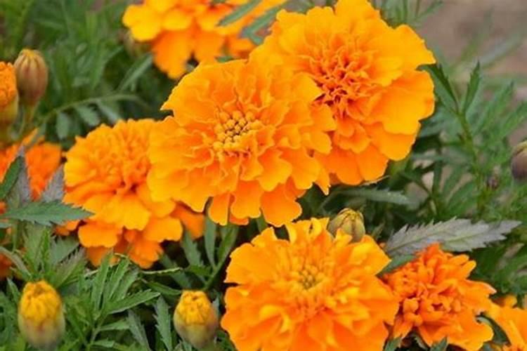 孔雀草的种植方法注意事项