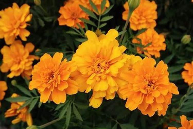 孔雀草的养殖方法和注意事项