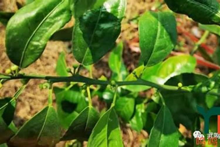 7.要使种植的沃柑产量高且品质好,一般要多施A.氮肥和磷肥B.磷？