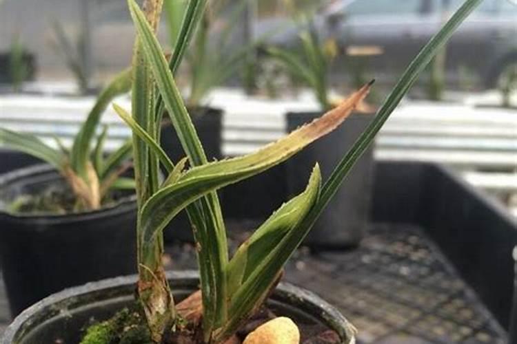 矿源黄腐酸钾是不是纯钾