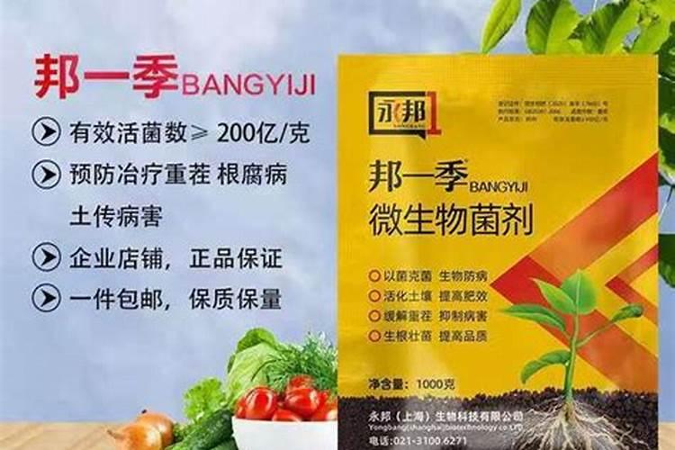 水稻怎么用生物菌肥