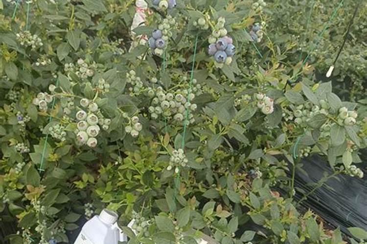 蓝莓能不能室内盆栽啊？