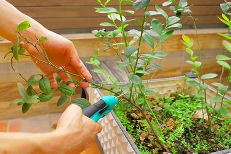 蓝莓采摘后灌根用什么土