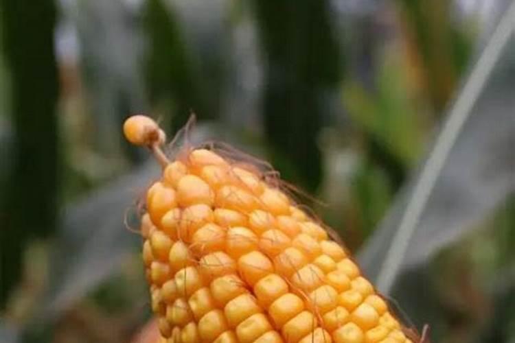 什么东西含氮肥最多