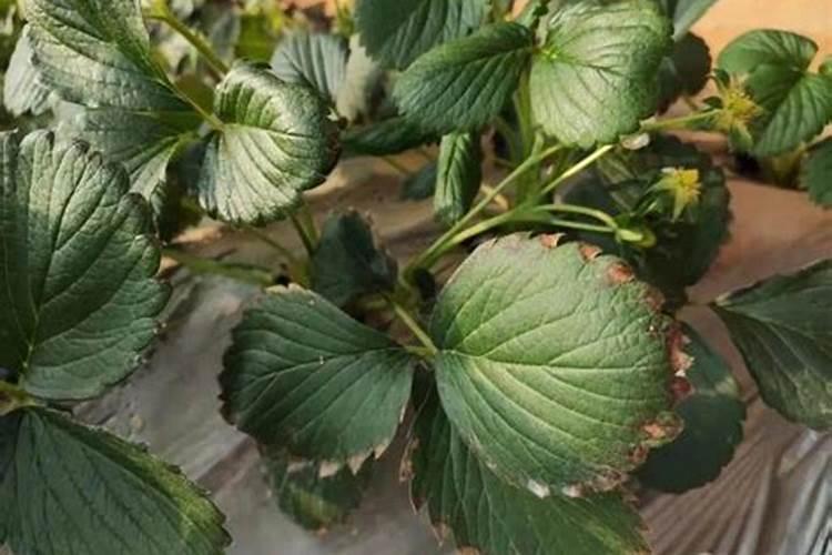 我家的桃树用肥料过多导致烧根树叶掉落.请问有什么办法补救!