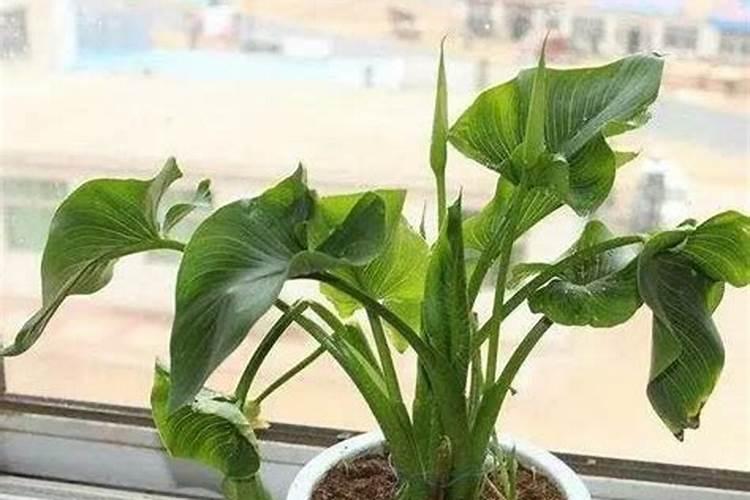 马蹄莲花期施什么肥？