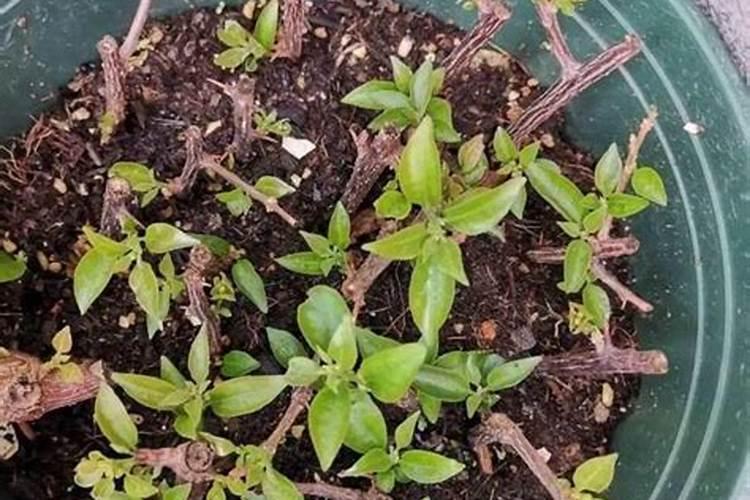 落地生根怎么种又肥又大叶子