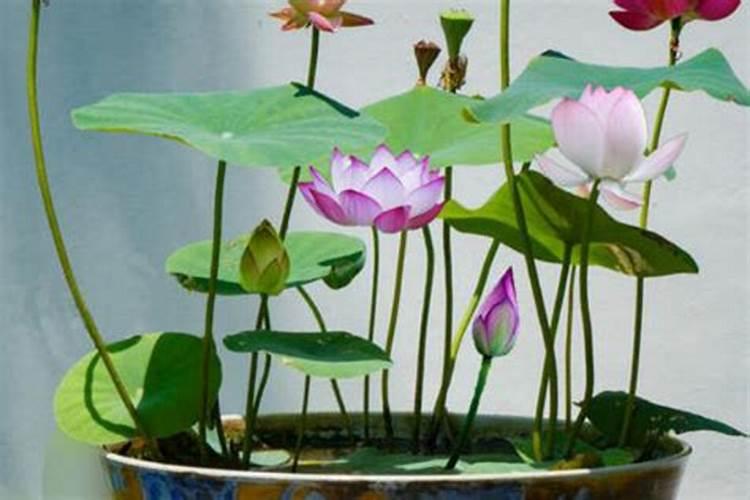 怎样种植碗莲花