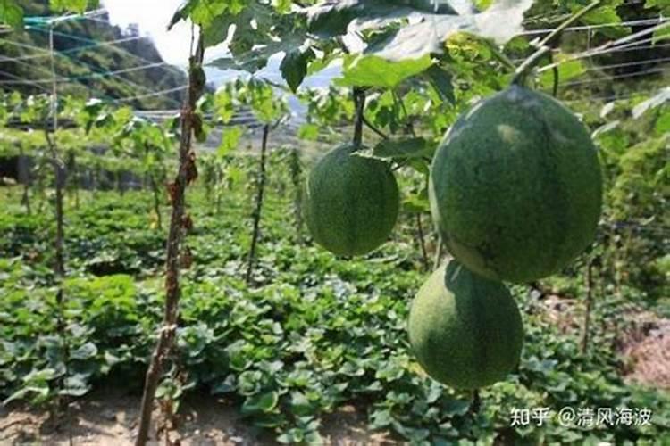 瓜蒌种植第一茬与第二茬间隔多少年？