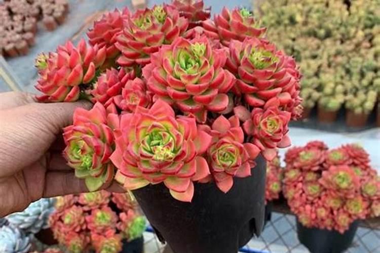 多肉蒂亚夏天怎么养