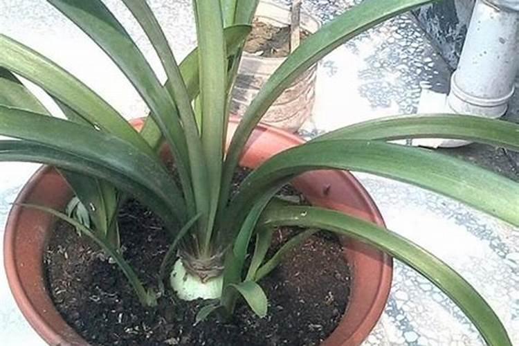 兰花如何促根植株长势旺