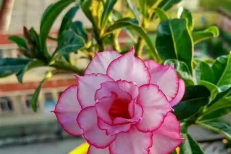 沙漠玫瑰用什么肥料最好