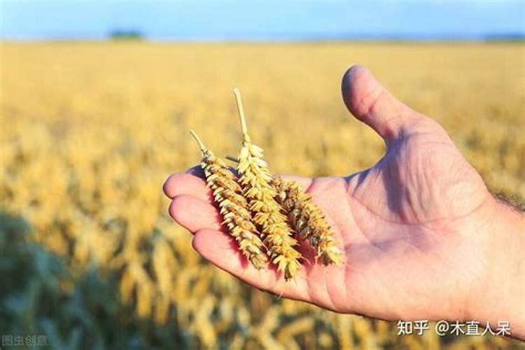 小麦发黄是什么原因？小麦发黄解决措施