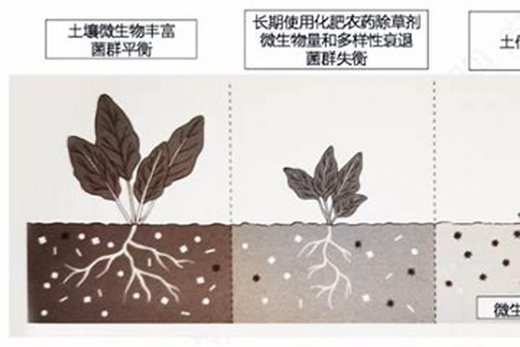 生物有机肥在果树上的用量及方法