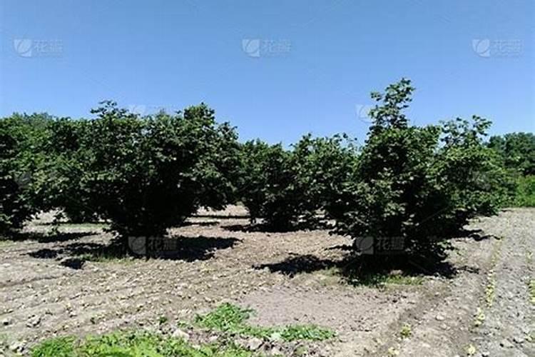 榛子树什么时候追肥合适