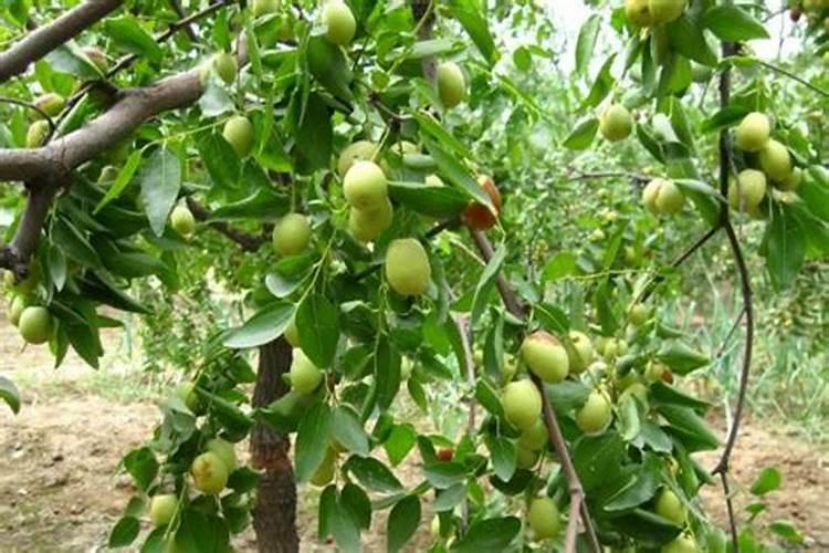 枣树能下尿素肥料吗