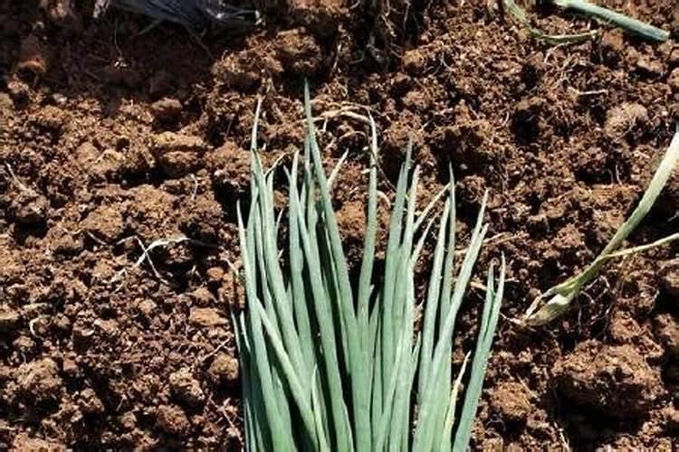 多肉水泡怎么养