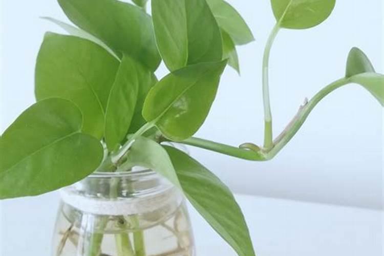 蜂蜜泡达达香花的功效