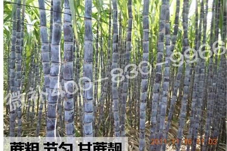 甘蔗施什么肥？