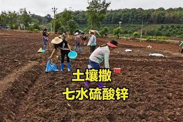 玉米喷锌肥和喷控旺剂矛盾吗