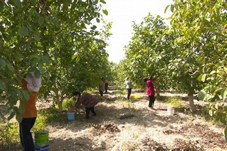 种植了一些核桃树,如何施肥才能获得丰产？