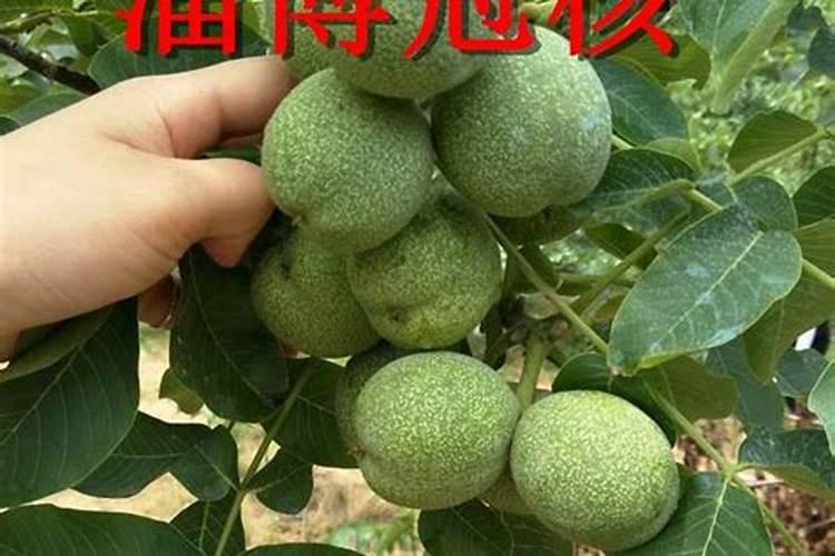 核桃秋季怎样施肥,