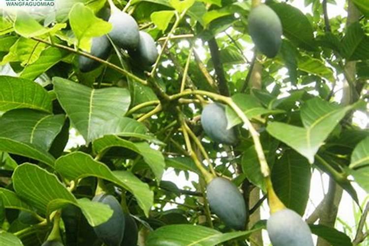 吉农大667大米有什么牌子