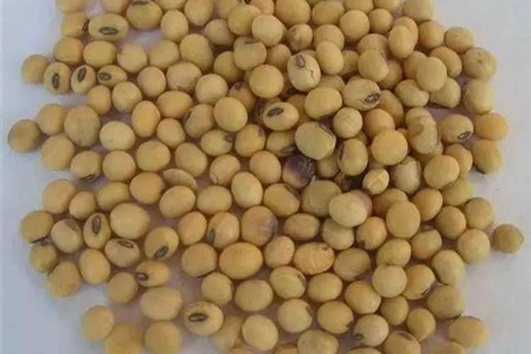 番茄果实偏小、膨果慢的原因分析