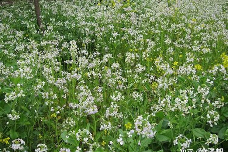 萝卜追肥最佳时期