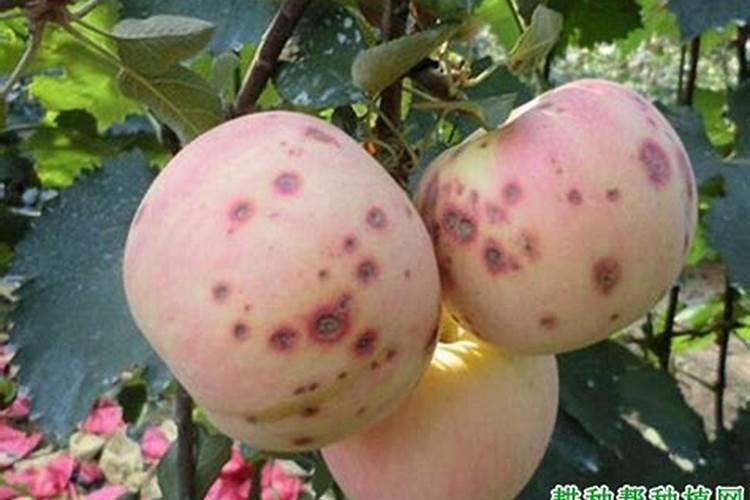 种植魔芋怎么预防发瘟？