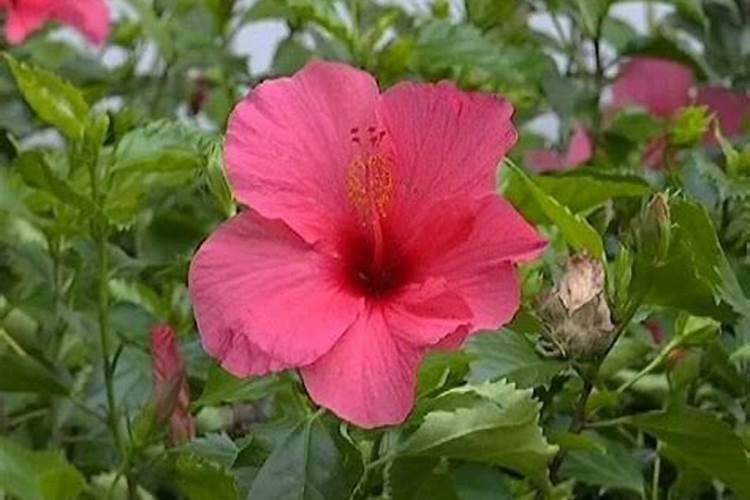 磷酸二氢钾使用方法