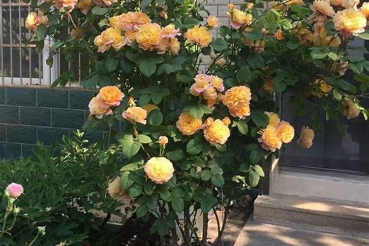 柑橘打拉皮药怎么配比