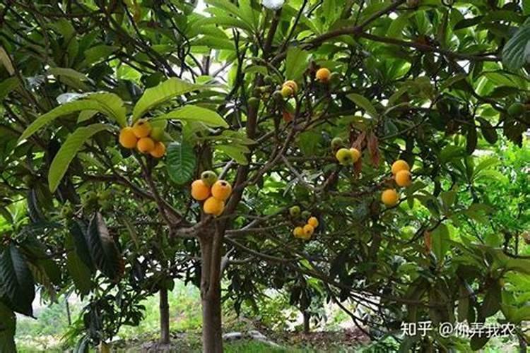 板栗后期膨大用什么植物生长调节剂效果好