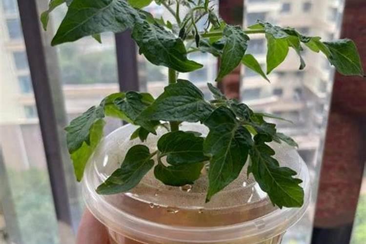 水培花卉生根粉怎么用