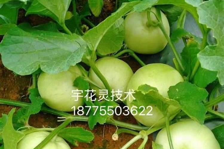 大棚香瓜坐果前应该冲施什么肥料？