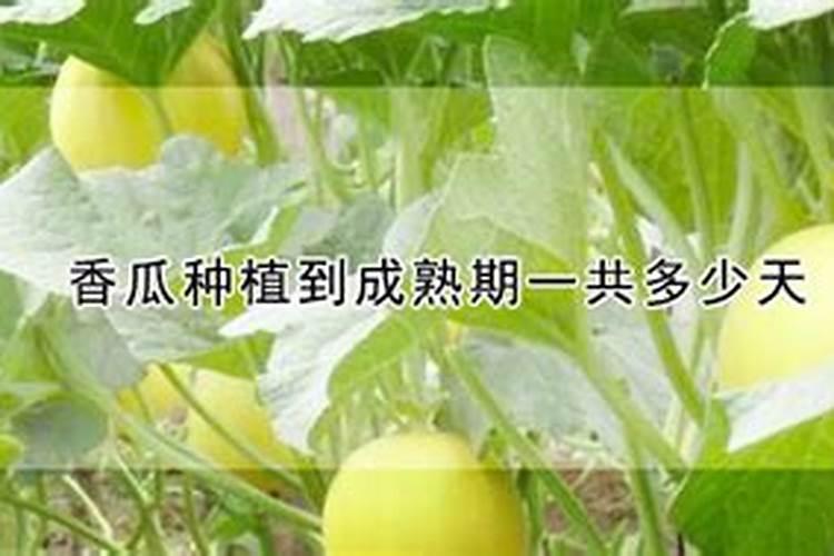 香瓜施什么肥料最好