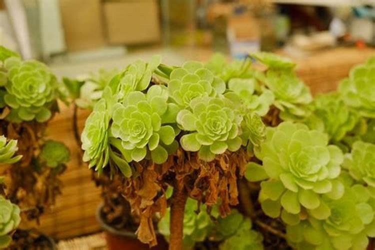 多肉黑法师怎么施肥,4个步骤教你施出美丽的黑法师