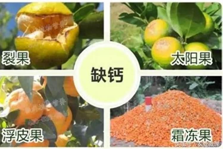 3月底柑橘“保花保果”正当时,钙元素少不了!